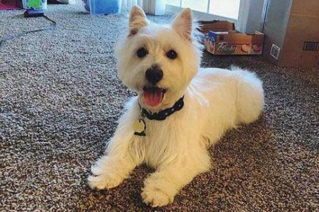 西高地白梗犬大概多少钱一只