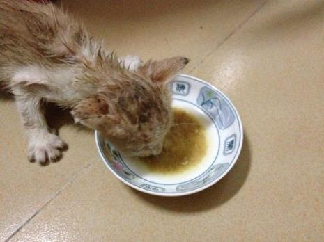 猫咪吐了猫粮怎么回事