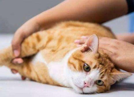 猫不听话怎么办