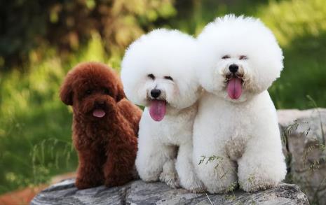 比熊犬多大可以训练好训练吗