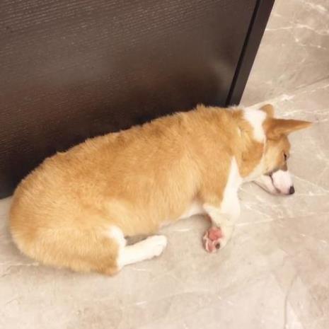 柯基没有尾巴怎么表达情绪