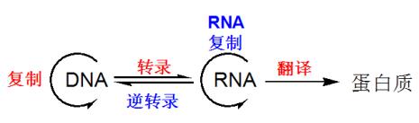DNA复制中心法则