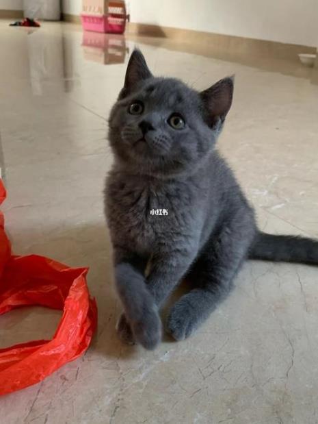 两只蓝猫为什么生出一只白色猫