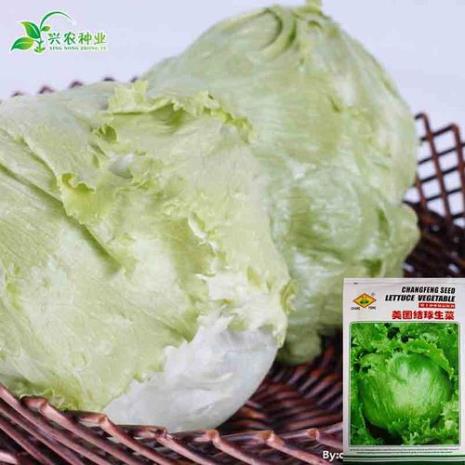 黄芽菜是凉性的吗