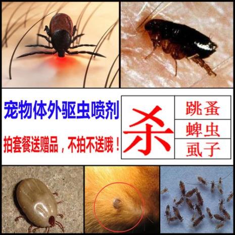 地虱子虫有毒吗