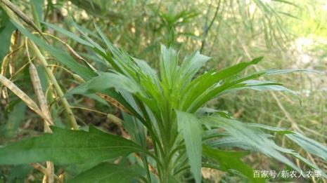 蓬草是什么植物