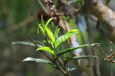 勐宋茶区有哪些山头