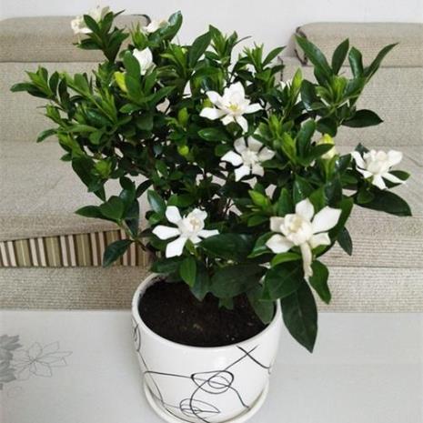 雀舌栀子花的养殖方法