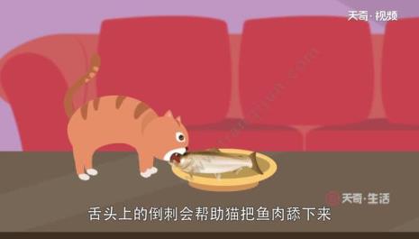 什么鱼刺大没有小刺