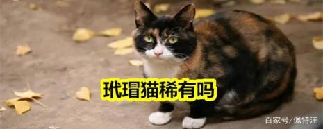 玳瑁猫为什么能生出橘猫