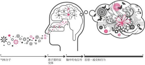 人类记忆最久的是嗅觉还是味觉