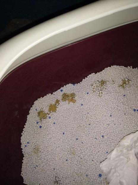 小猫一直拉稀怎么办