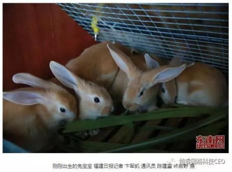 90后有属兔子的吗