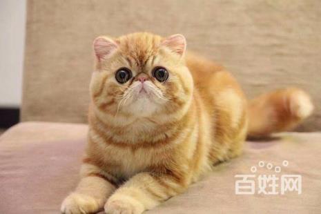 加菲猫哪年传入中国的