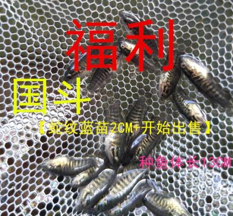斗鱼幼苗品种是随机吗