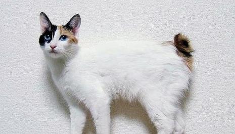 猫咪的品种及特征
