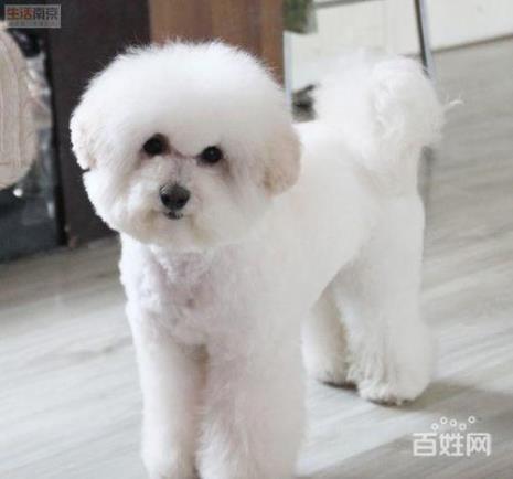 香槟色比熊是纯种吗