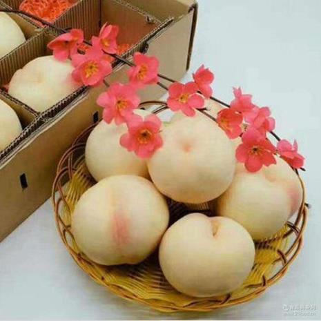 白水蜜桃是什么品种