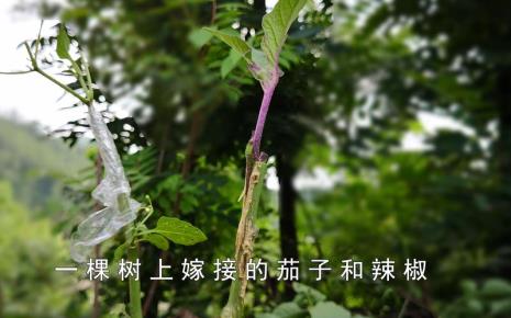 辣椒可以嫁接在什么树上