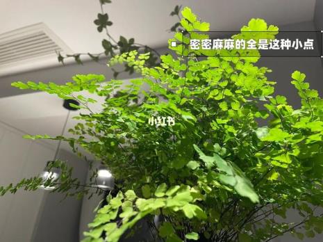 绿云蕨和铁线蕨的区别