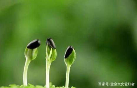 草长什么飞二月天