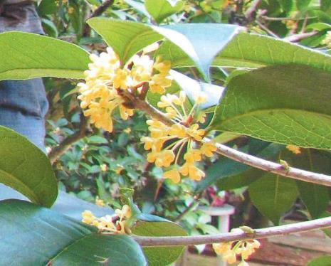 桂花名字的来历