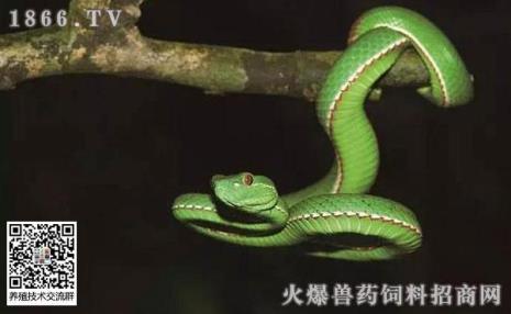 竹叶青蛇一般能活多久