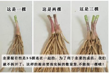 老韭菜根上长着根瘤还能移栽吗