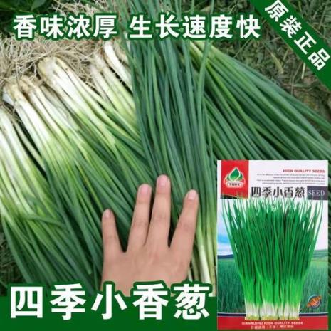 米葱和香葱区别