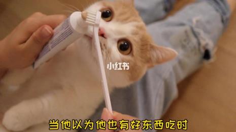 怎样为猫咪刷牙