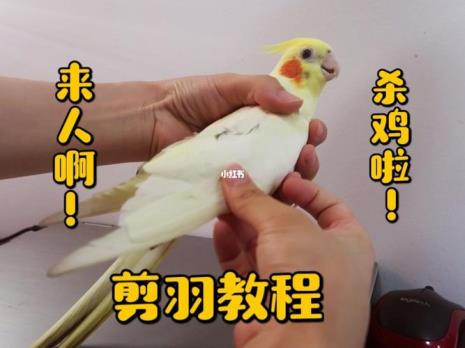 怎样让玄凤鹦鹉站在手上