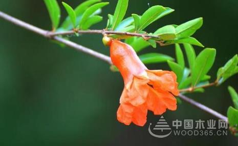 石榴花几月开石榴开花的时间