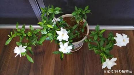 怎么养护栀子花