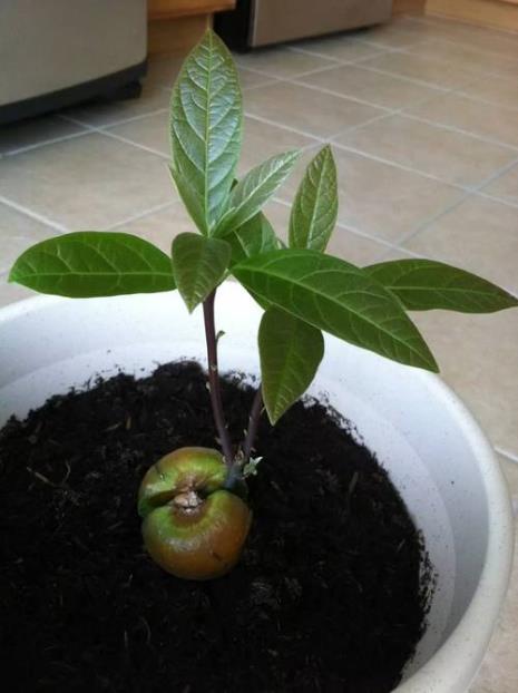牛油果发芽了可以把果核掰开吗
