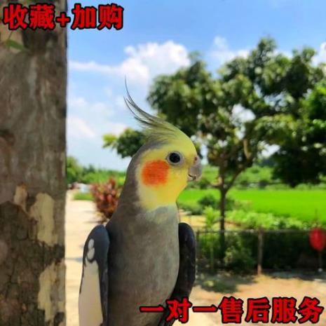 黄化玄凤鹦鹉怎么驯养