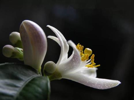 橙子花花语