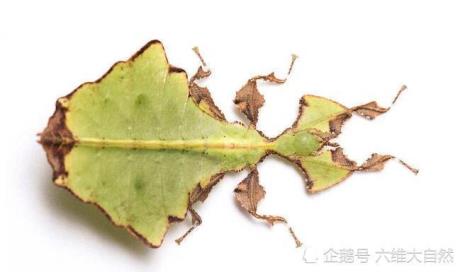 树叶虫吃什么