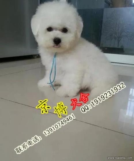 纯种比熊犬有黄色的吗