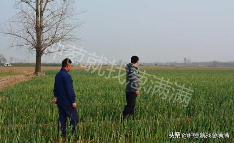 河北秋播的葱种什么时候种最好