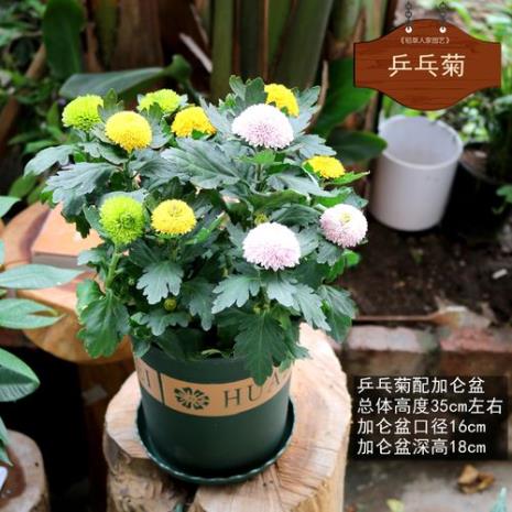 乒乓菊春天怎么养
