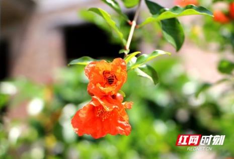 石榴花是什么月份开的