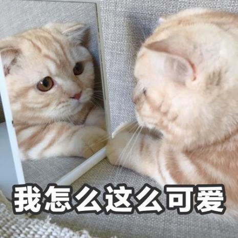 你可真是个小可爱怎么回