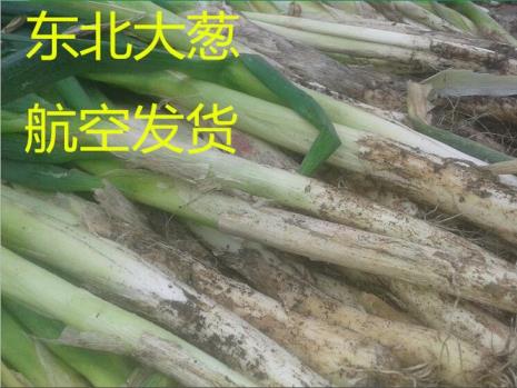 东北大葱广告词