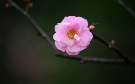 梅花香从哪来