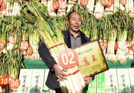 红葱头哪个地方的最好