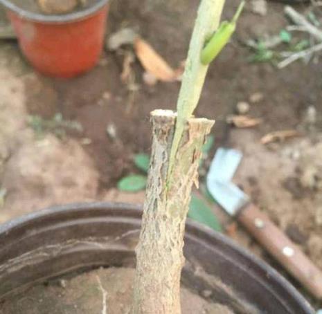 桂花树真砧木选择