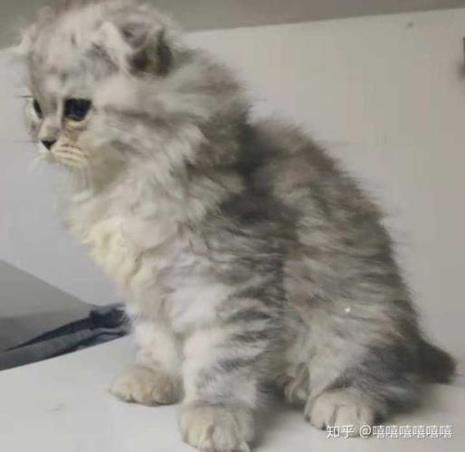 银渐层和狸花猫的后代好养吗