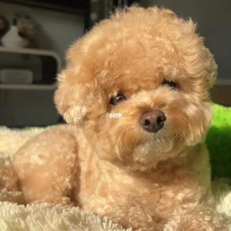白羊座为什么被称为人间小泰迪
