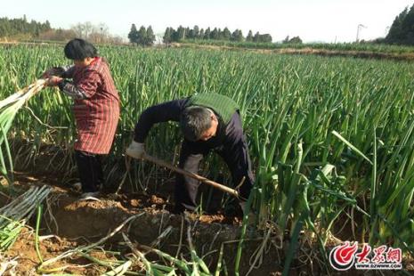 山东大葱露地育苗时间与方法