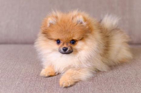 博美犬老吐是什么原因